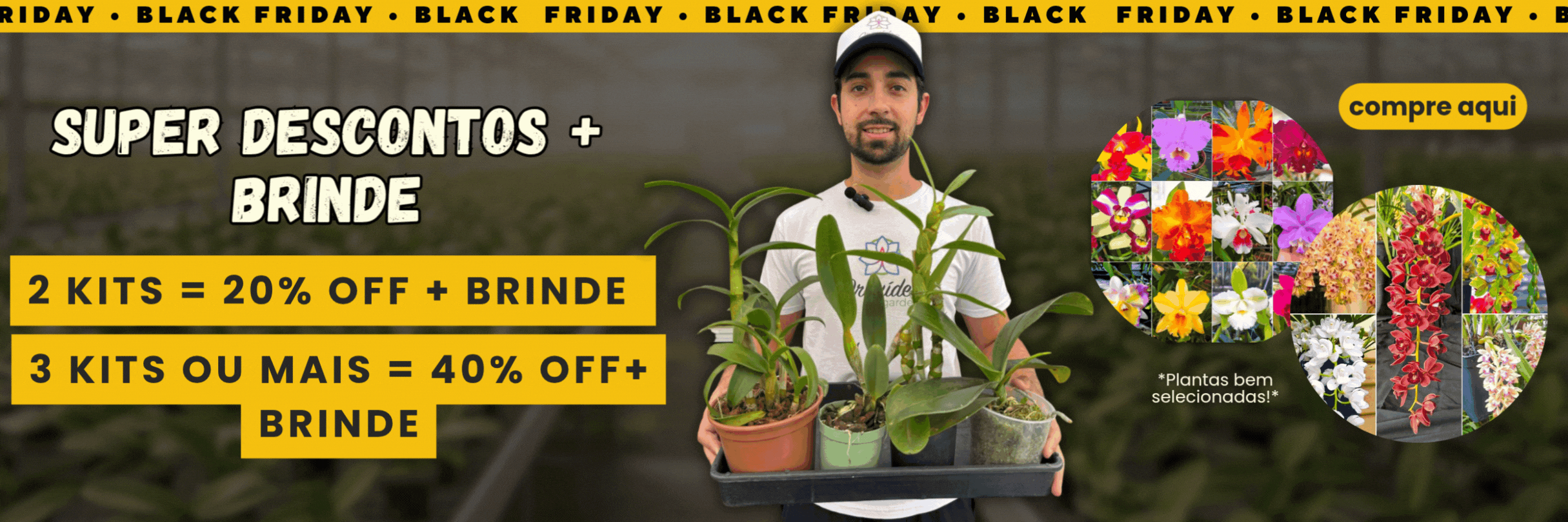 hailey's treasure adventure apk